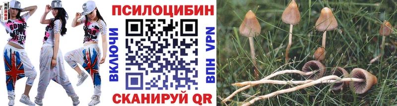 закладки  Княгинино  Псилоцибиновые грибы GOLDEN TEACHER 